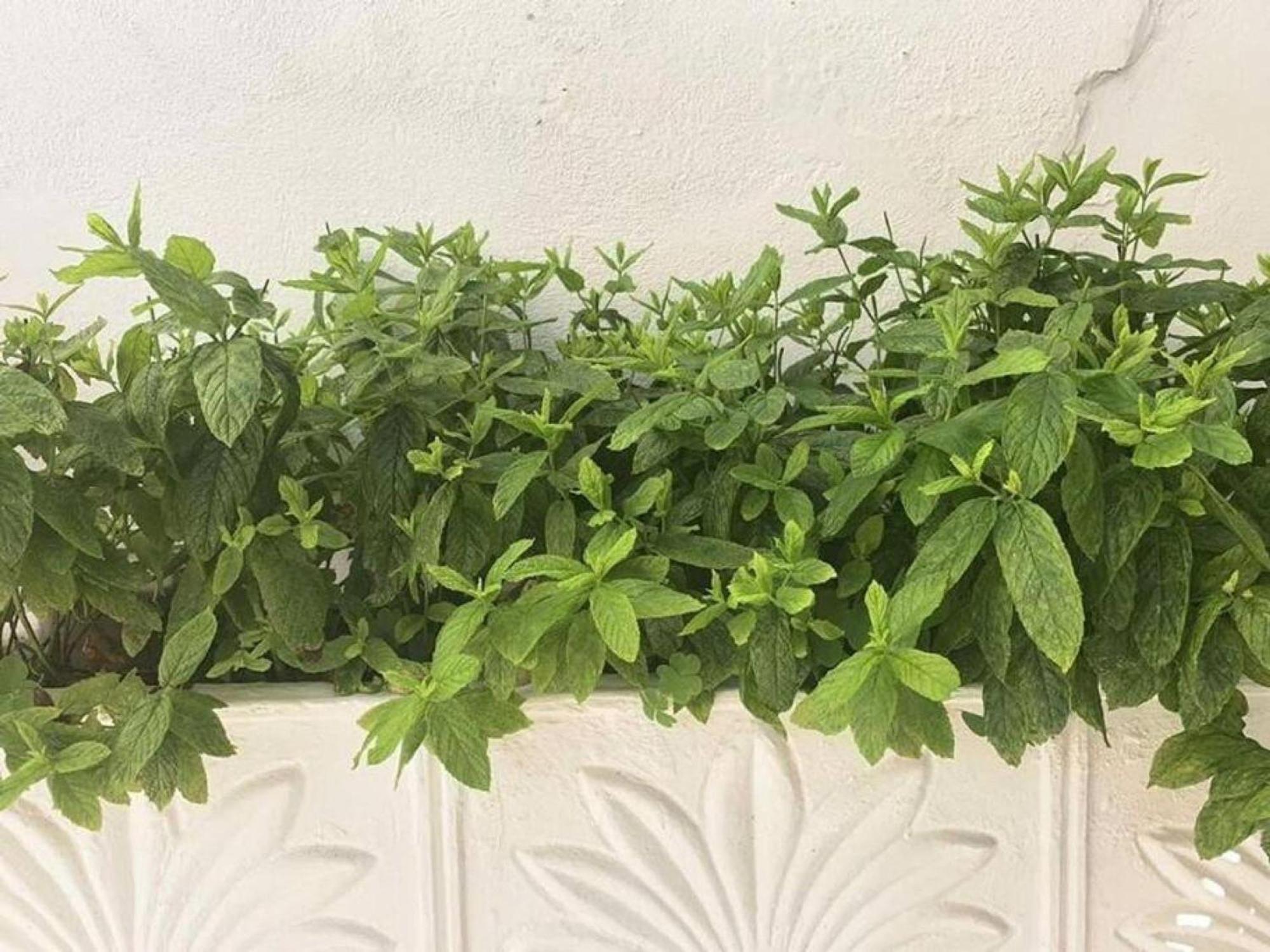 Dolce Vita - In The Heart Of Lefkada - Lefkada Bnb Dış mekan fotoğraf